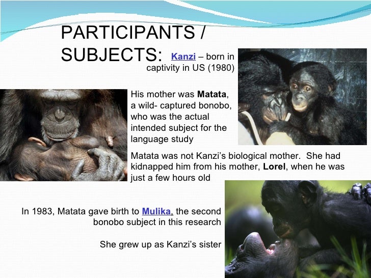 bonobo hope initiative kanzi stone tools
